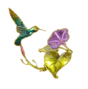 hummingbird