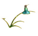 hummingbird