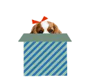 puppy in a present