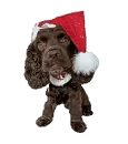 christmas dog