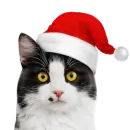 christmas cat
