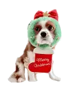 christmas dog