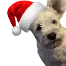 christmas dog