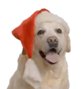 christmas dog