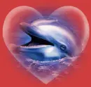 dolphin