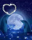 dolphin love
