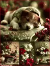 Sleepy Jack Russell Christmas Collage Background