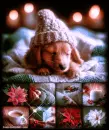 Sleepy Christmas Dachschund Puppy Collage Background