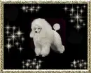 poodle photo sparkle