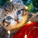 kitty christmas