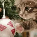 kitty christmas