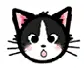 black and white cat