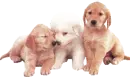 golden retriever puppies