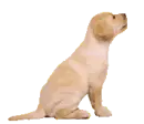 golden retriever puppy