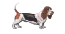 Basset hound