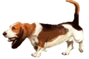 Basset hound