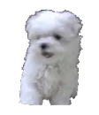 maltese