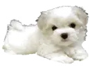 maltese