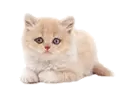 kitty