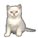 kitty