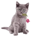kitty with a rose
