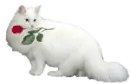 cat with a rose
