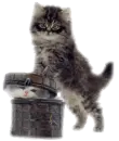 naughty kitty