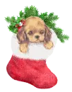 puppy in a stocking