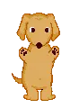 dancing dog