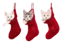 kitties in stockings
