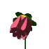 3d flower blooming