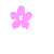 cherry blossom