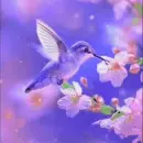 hummingbird