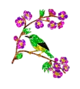 bird