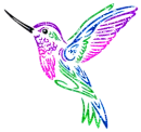 hummingbird