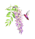 hummingbird