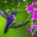 hummingbird