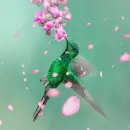 hummingbird
