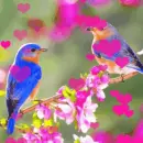 birds