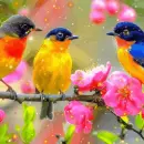 birds