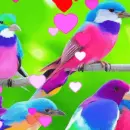 birds