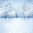 Winter Forest 