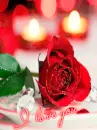 red rose