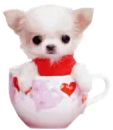 valentine maltese