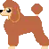 brown poodle
