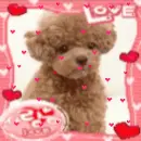 toy poodle