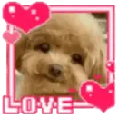 toy poodle