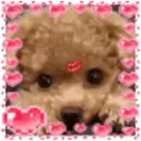 toy poodle