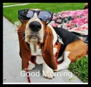 Basset Hound Good Morning