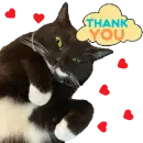 Thank you cat